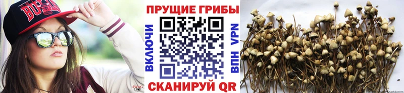 Галлюциногенные грибы GOLDEN TEACHER  купить наркотики цена  Тейково 